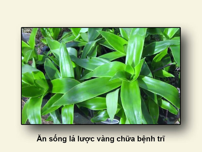 Ăn sống lá lược vàng chữa bệnh trĩ