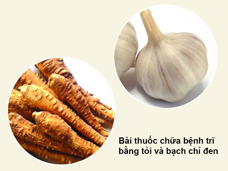 Bài thuốc chữa bệnh trĩ bằng tỏi và bạch chỉ đen