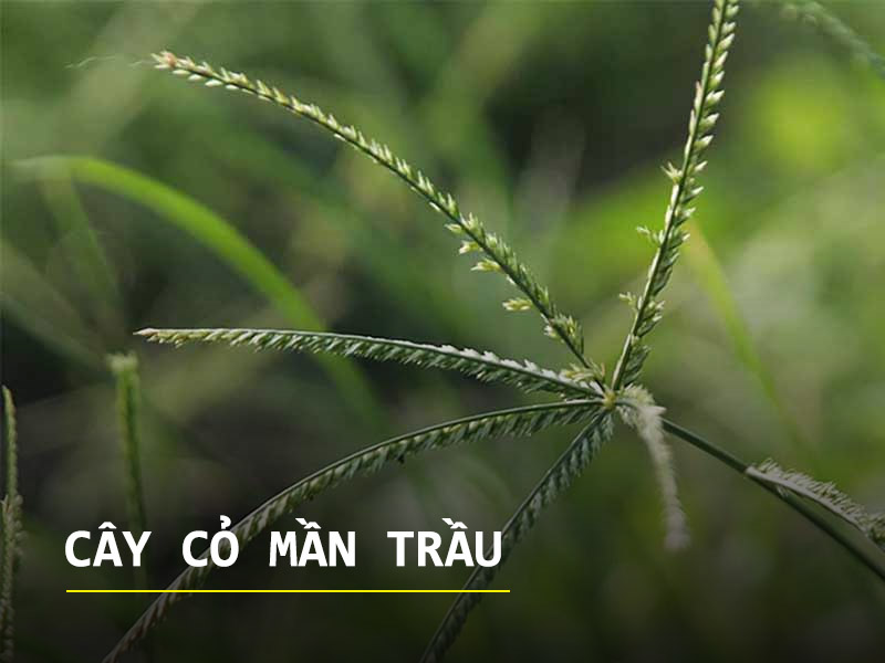 Cây cỏ mần trầu