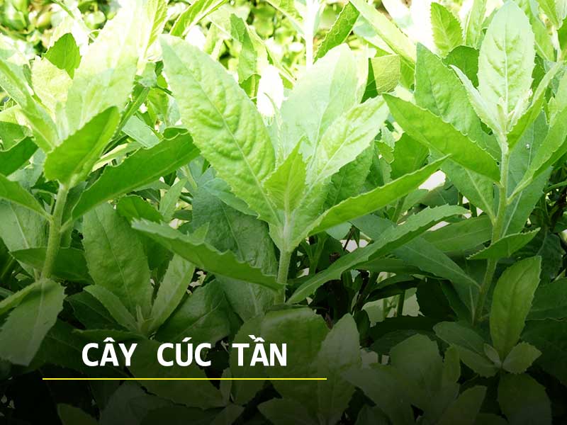 Cây cúc tần
