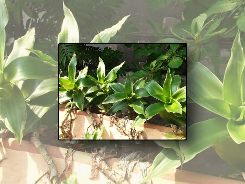 Cây lược vàng chữa bệnh trĩ có tốt không?