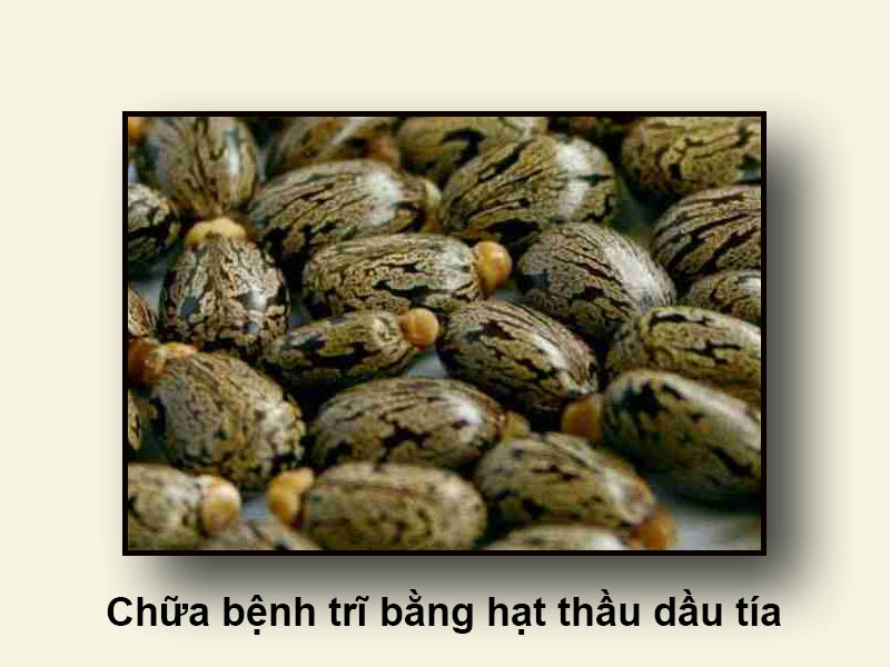 Chữa bệnh trĩ bằng hạt thầu dầu tía