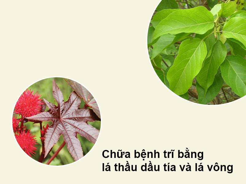 Chữa bệnh trĩ bằng lá thầu dầu tía và lá vông
