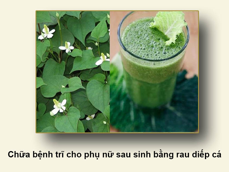 Chữa bệnh trĩ cho phụ nữ sau sinh bằng rau diếp cá