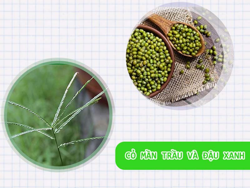 Cỏ mần trầu và đậu xanh