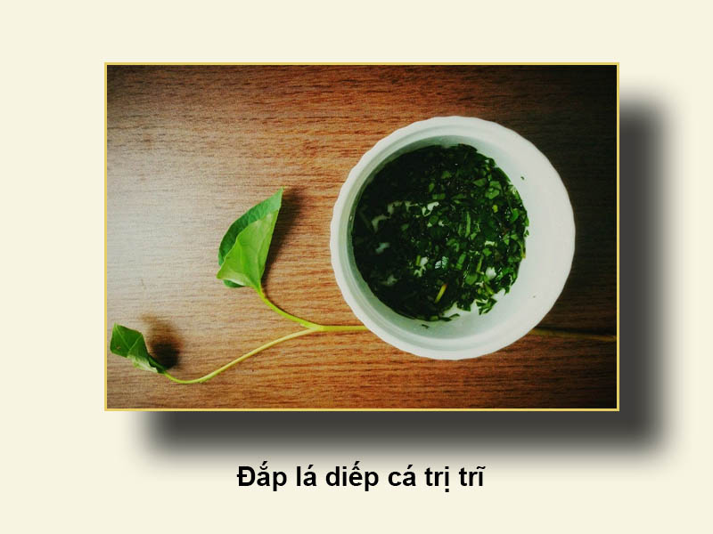Đắp lá diếp cá trị trĩ