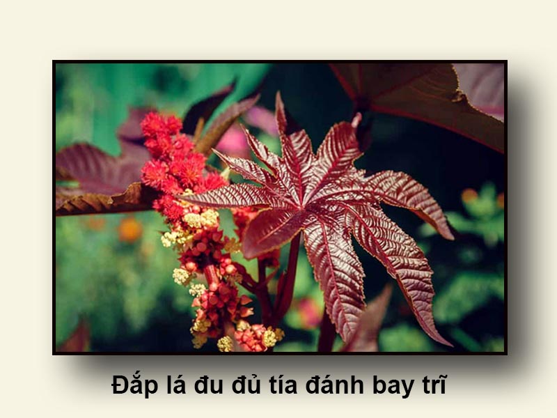 Đắp lá đu đủ tía đánh bay trĩ