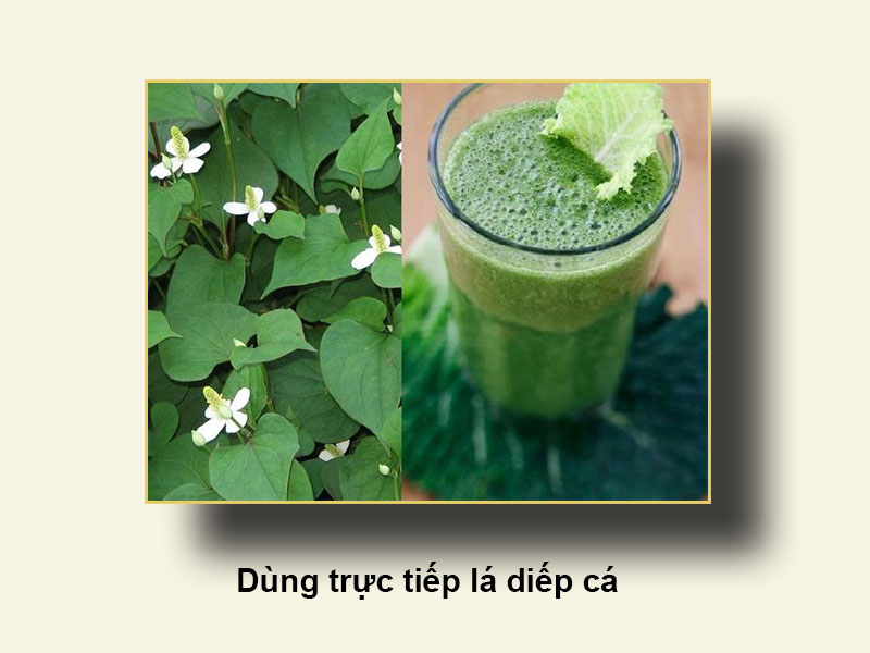 Dùng trực tiếp lá diếp cá