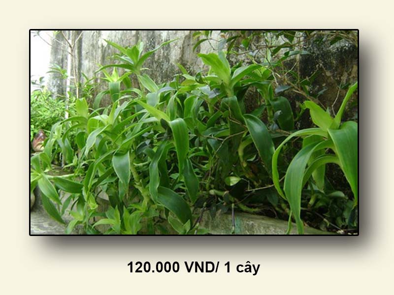 Giá của cây lược vàng