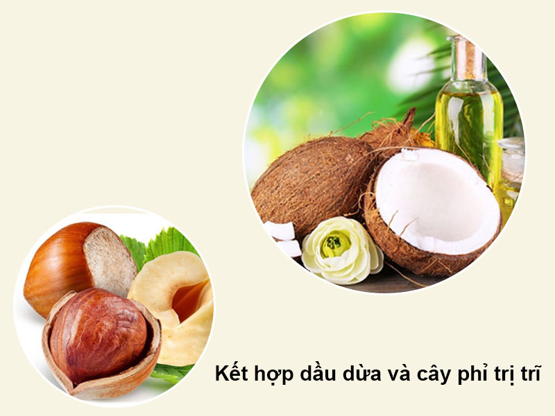 Kết hợp dầu dừa và cây phỉ trị trĩ