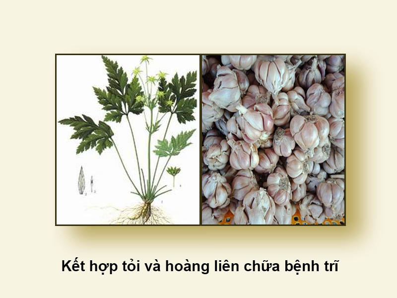 Kết hợp tỏi và hoàng liên chữa bệnh trĩ