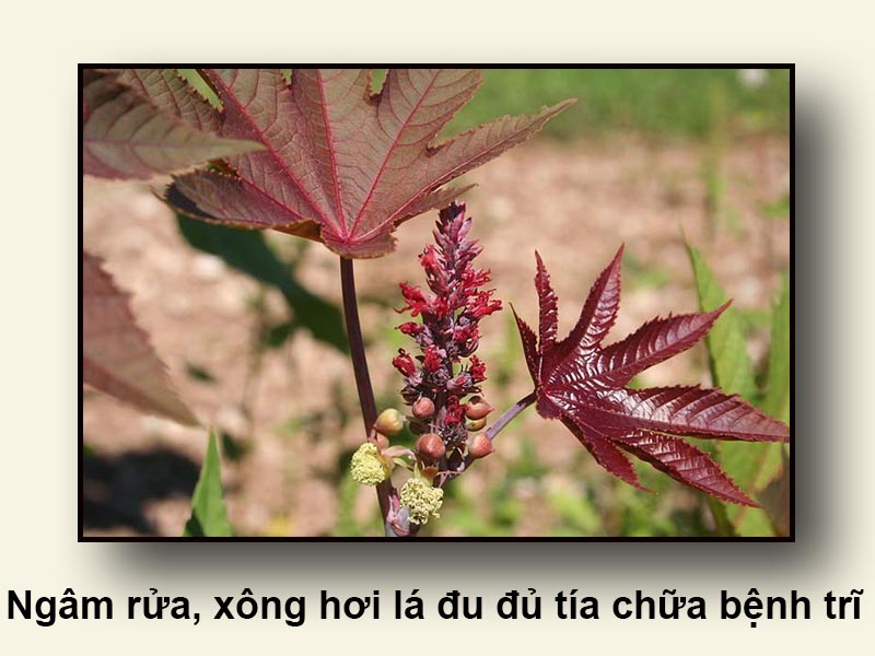 Ngâm rửa, xông hơi lá đu đủ tía chữa bệnh trĩ