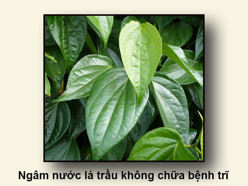 Ngâm nước lá trầu không chữa bệnh trĩ