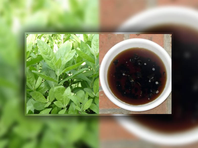 Nước lá cúc tần