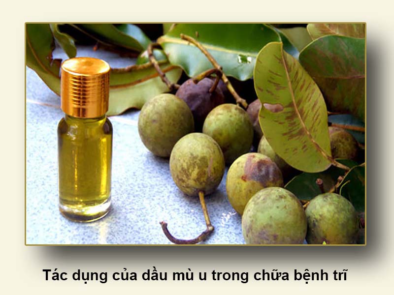 Tác dụng của dầu mù u trong chữa bệnh trĩ