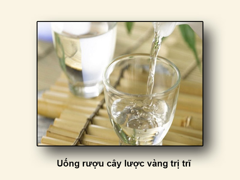 Uống rượu cây lược vàng trị trĩ