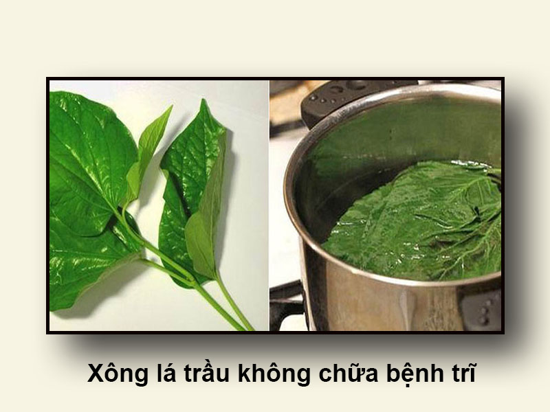 Xông lá trầu không chữa bệnh trĩ