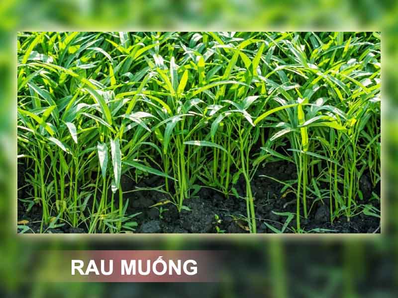 Công dụng của rau muống trong điều trị bệnh trĩ
