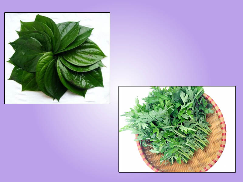 Cải thiện bệnh trĩ bằng lá lốt và ngải cứu