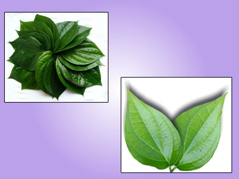 Đánh bay trĩ bằng lá lốt và lá trầu không