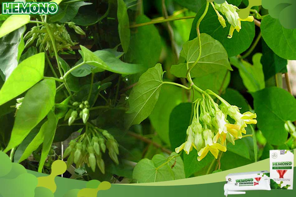 Những đối tượng bị bệnh trĩ giai đoạn đầu nên sử dụng lá thiên lý để ngăn ngừa bệnh tiến triển