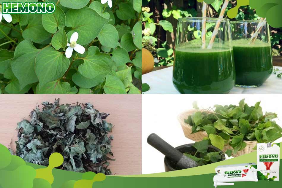 Bài thuốc dùng rau diếp cá trị bệnh trĩ