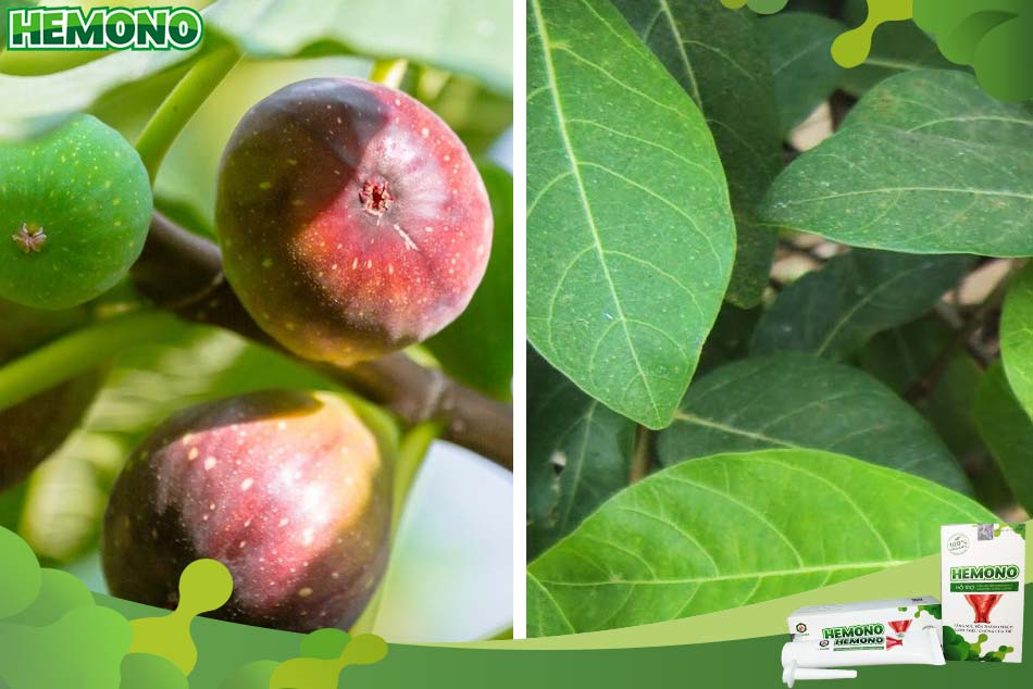 Bài thuốc chữa bệnh trĩ bằng quả sung
