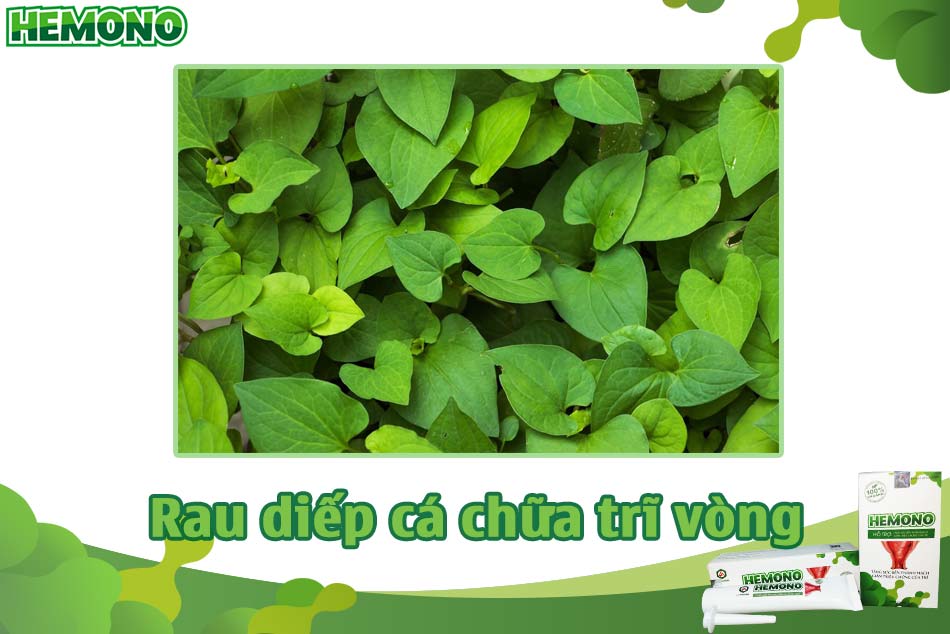 Rau diếp cá chữa bệnh trĩ vòng