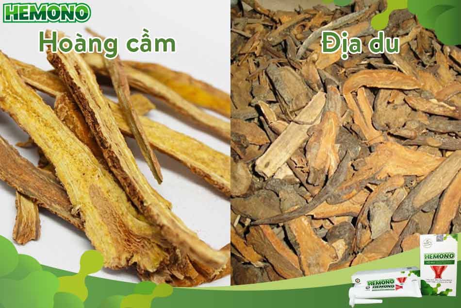 Hoàng cầm và Địa du trong phương thuốc Hòe giác hoàn