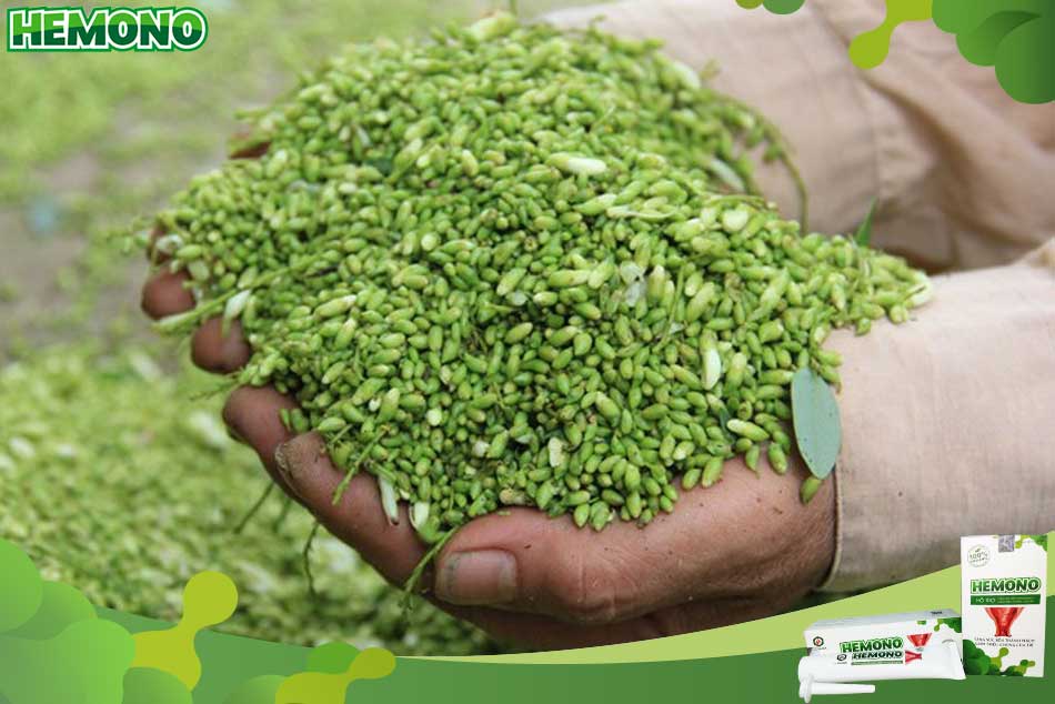 Hòe là vị thuốc Quân dược trong bài thuốc Hòe giác hoàn