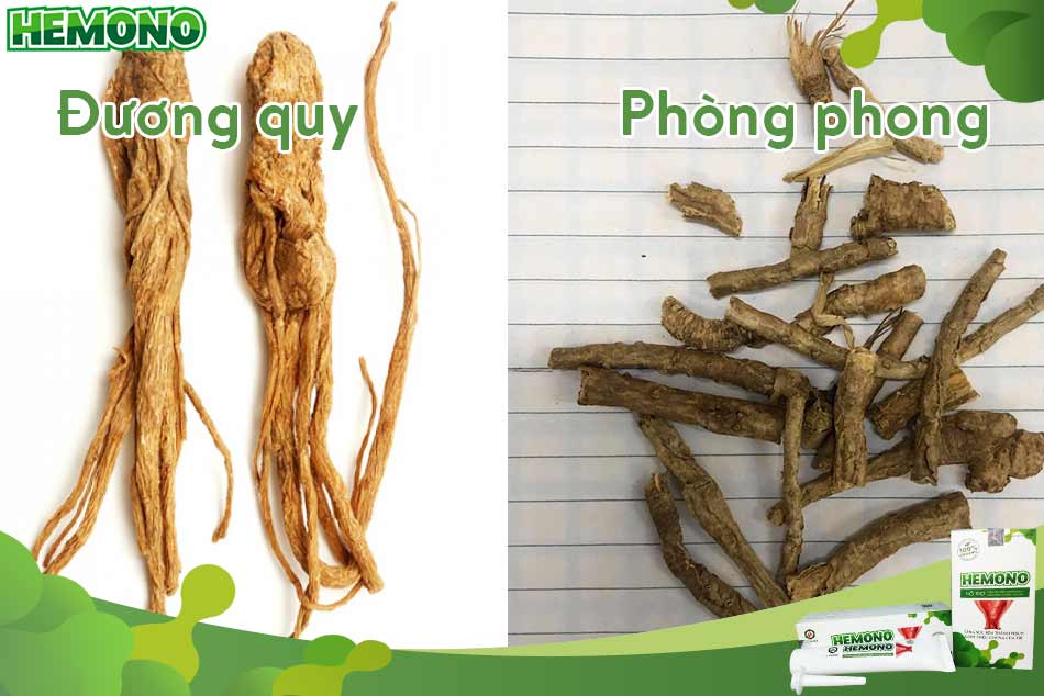 Vị thuốc Đương quy và Phòng phong trong bài thuốc Hòe giác hoàn