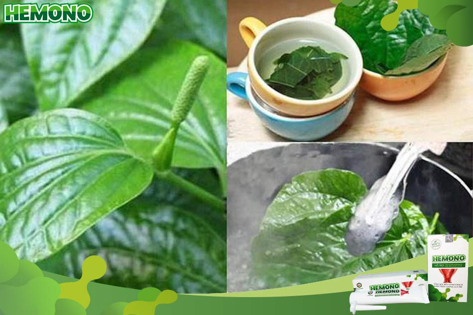 Xông hơi hậu môn bằng lá lốt giảm đau trĩ