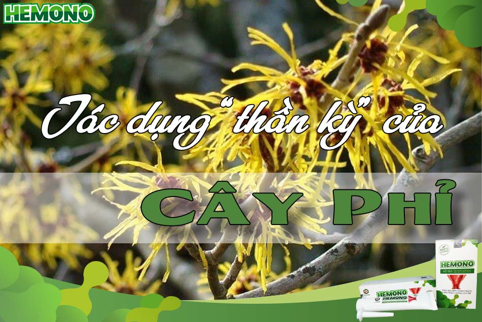 Tác dụng của cây Phỉ