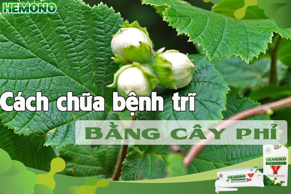 Cách chữa bệnh trĩ bằng cây Phỉ