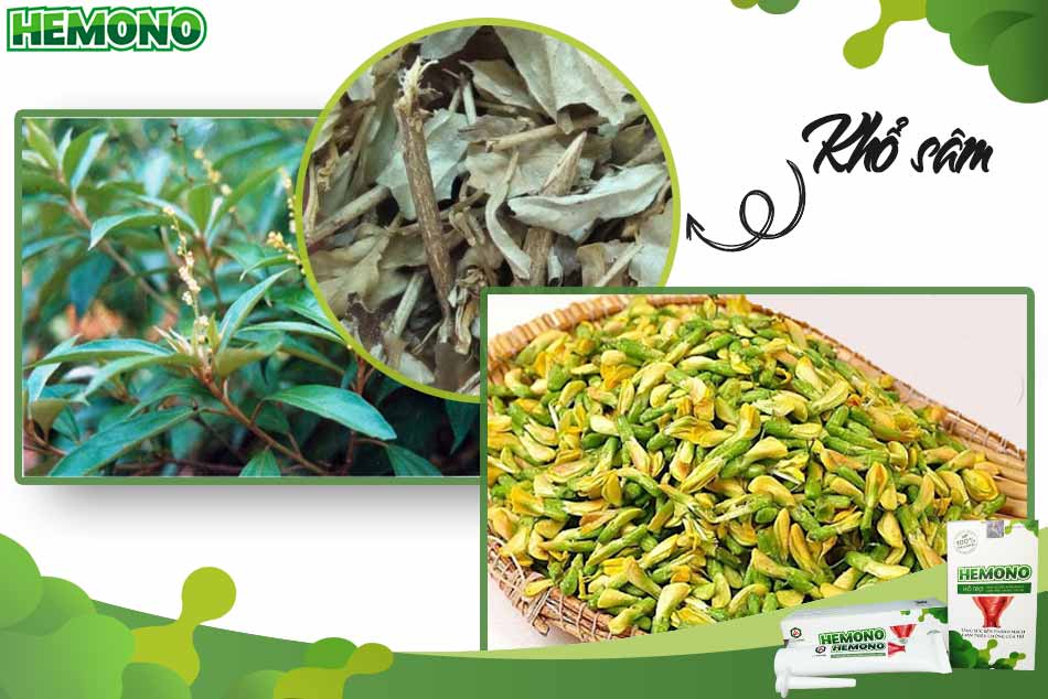 Hoa hòe kết hợp với khổ sâm chữa trĩ