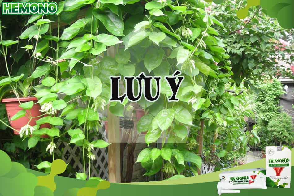 Một số lưu ý khi dùng lá thiên lý chữa trĩ