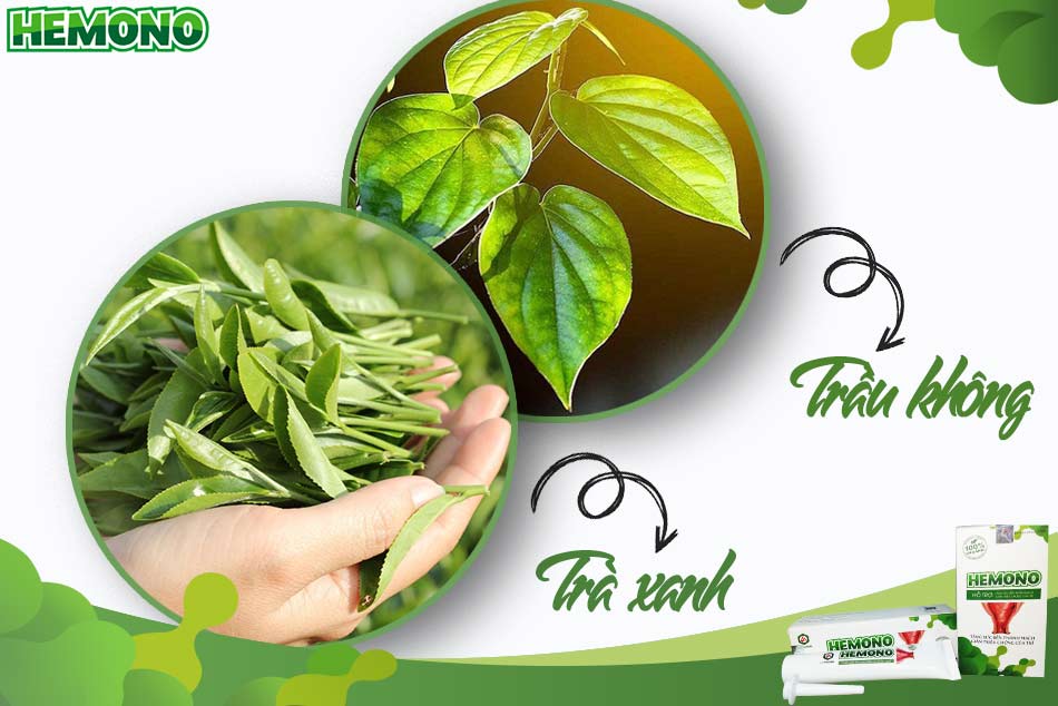Mẹo dùng lá trà xanh và trầu không chữa trĩ