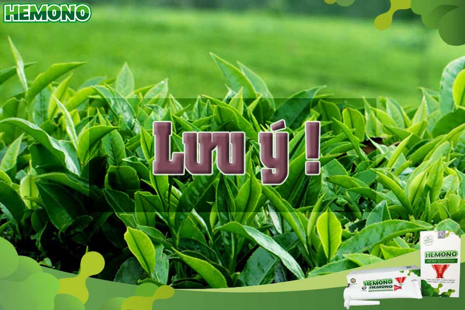Một số lưu ý khi dùng lá trà xanh chữa trĩ