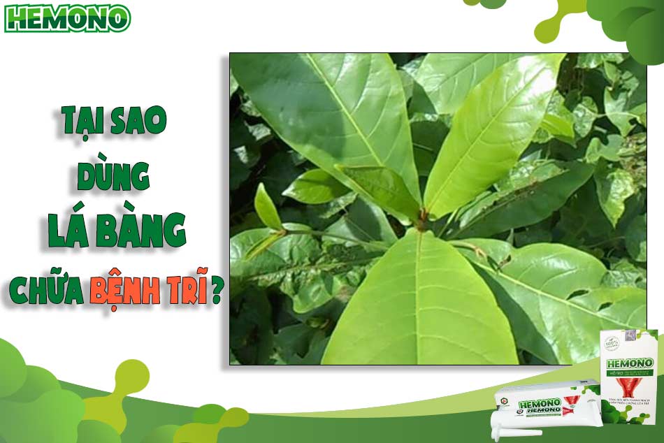 Tại sao có thể dùng lá bàng chữa bệnh trĩ?