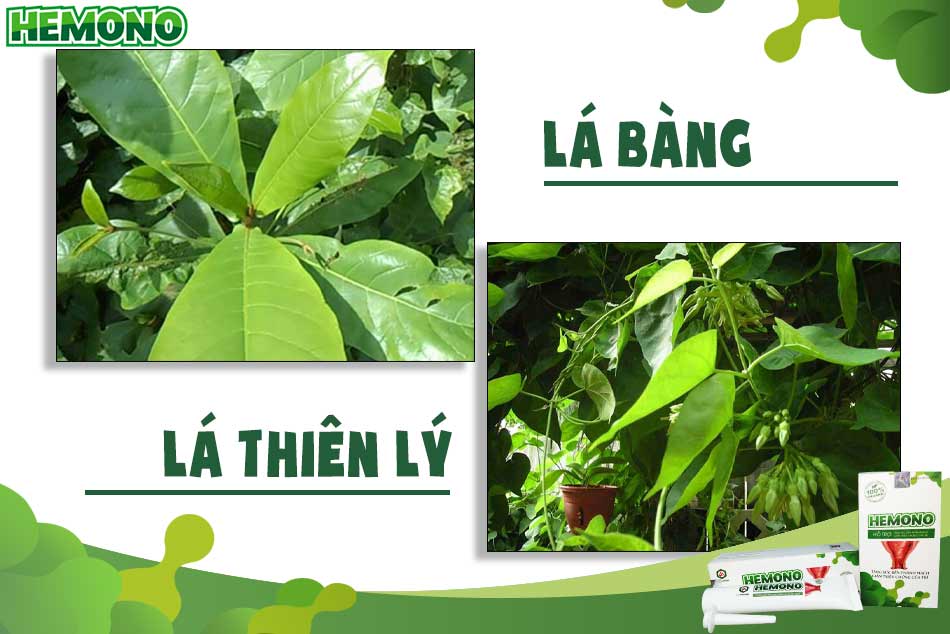 Công thức kết hợp lá bàng và lá thiên lý xông hậu môn