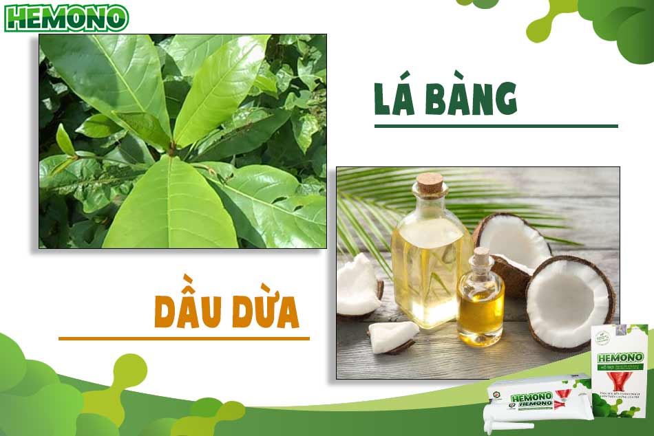 Lá bàng và dầu dừa kết hợp chữa trĩ
