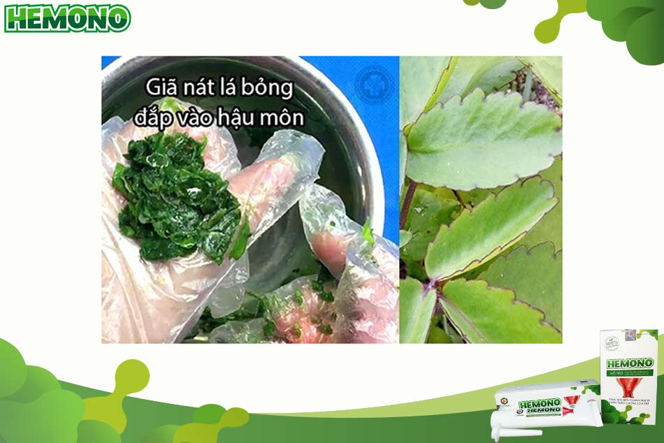Đắp hậu môn bằng cây lá bỏng