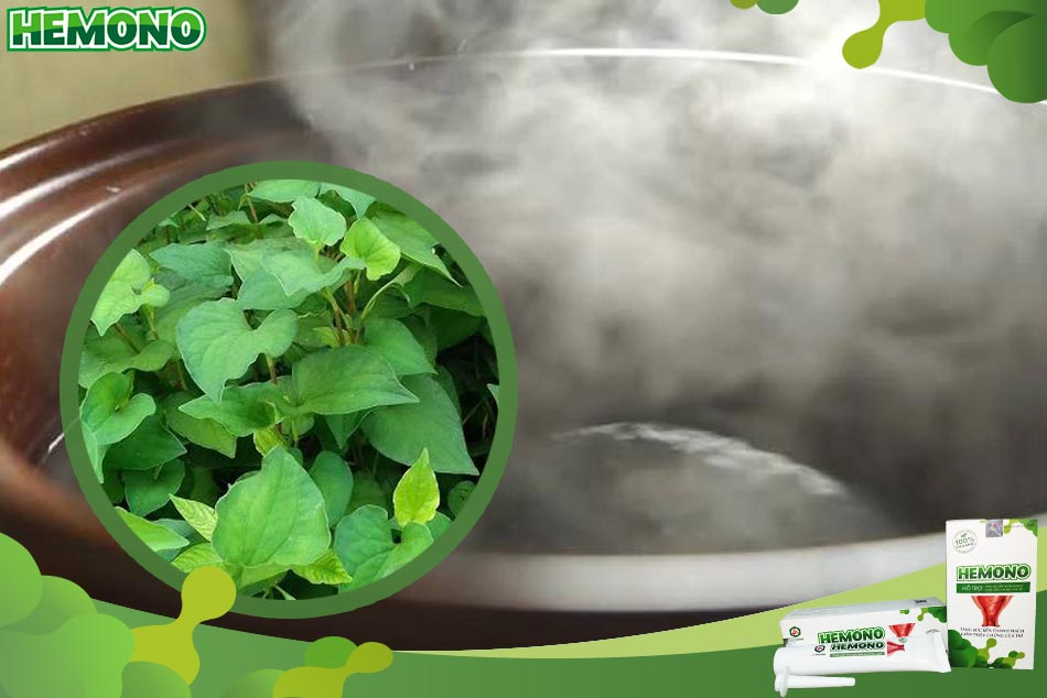 Xông trĩ cho bà bầu bằng lá diếp cá