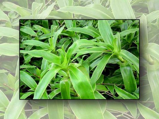 Dùng cây lược vàng chữa trĩ