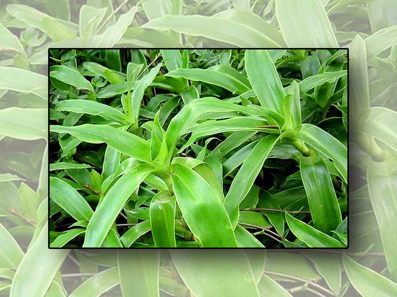 Dùng cây lược vàng chữa trĩ