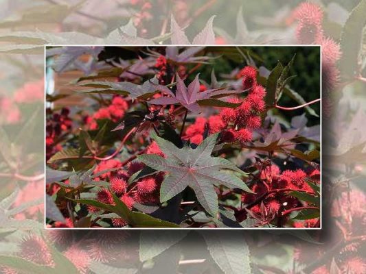 Cây thầu dầu chữa trĩ