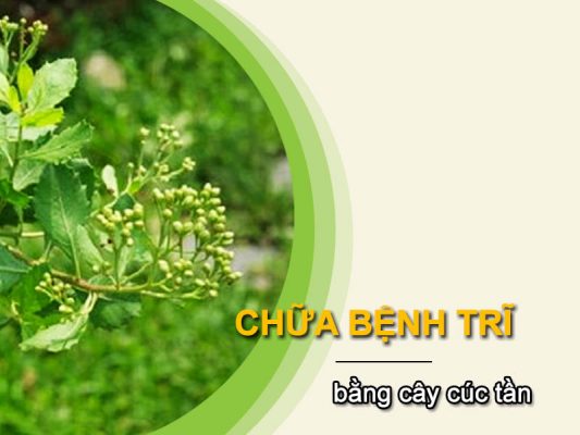 Chữa bệnh trĩ bằng cây cúc tần