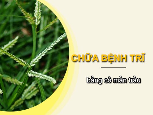 Chữa bệnh trĩ bằng cỏ mần trầu