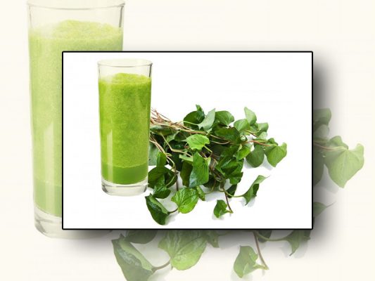 Uống rau diếp cá trị bệnh trĩ