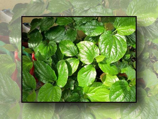 Lá trầu không chữa trĩ